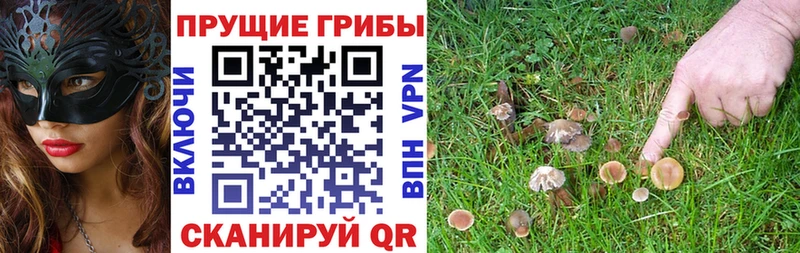 Галлюциногенные грибы Psilocybe Удачный